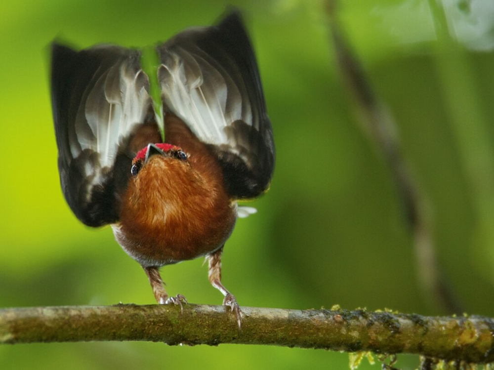 Птица, которая поёт крыльями