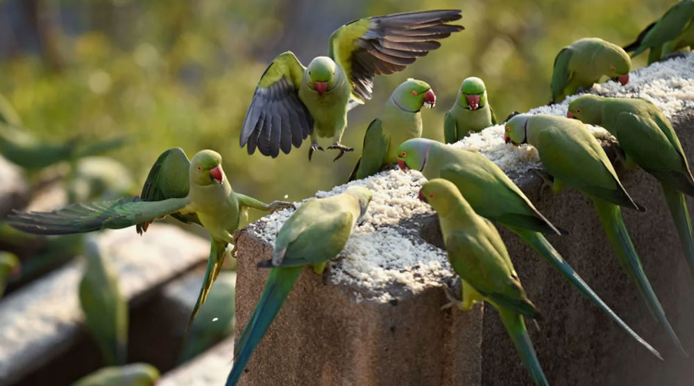 Зависимые попугаи – гроза ферм Индии