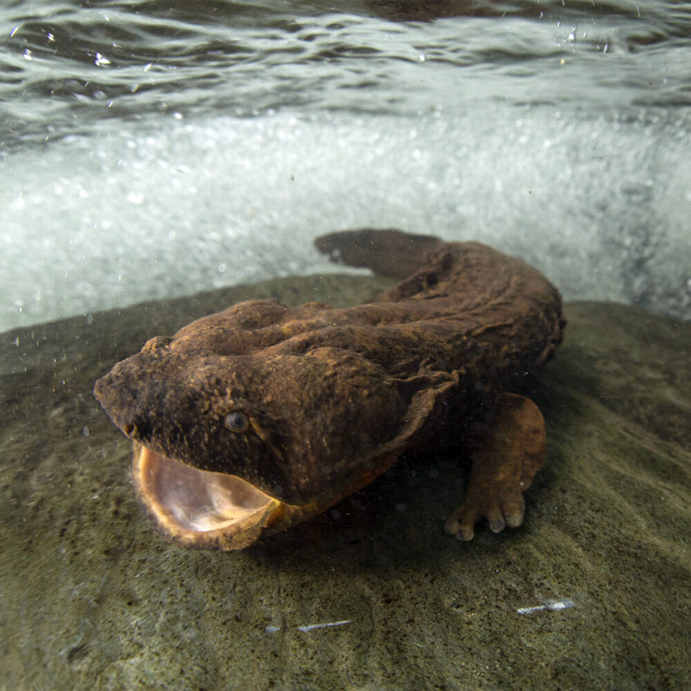 Они поедают змей и друг друга: жизнь саламандр-гигантов из тайных рек и озёр Америки