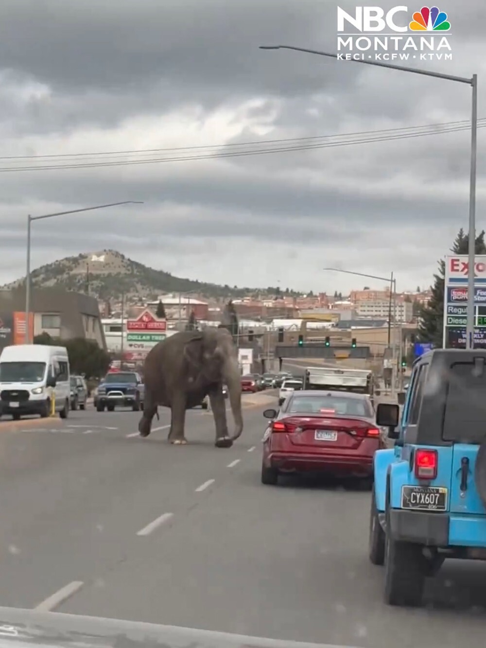 В Монтане слониха сбежала из цирка