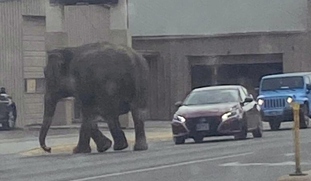 В Монтане слониха сбежала из цирка