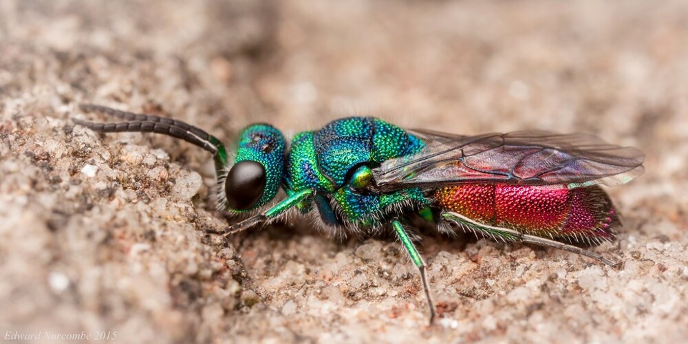 Непробиваемая броня и мощное жало изумрудной осы