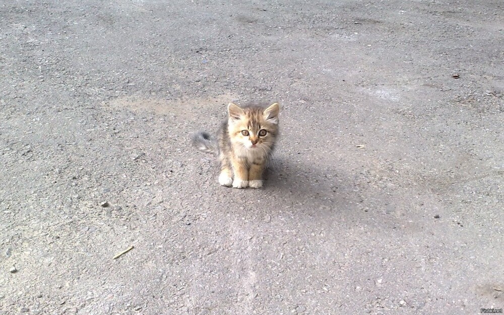 Однажды я встретил бездомную кошку: