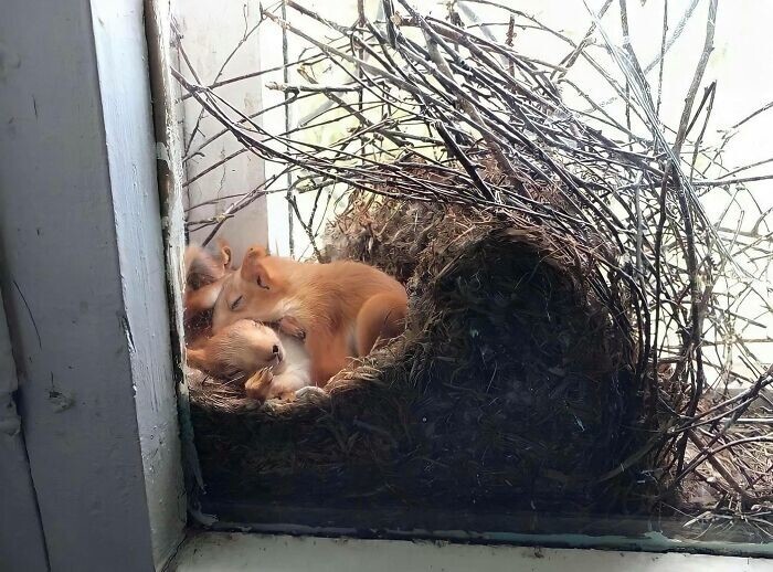 4. Семья рыжих белок спит в гнезде, которое она свила в чьем-то окне
