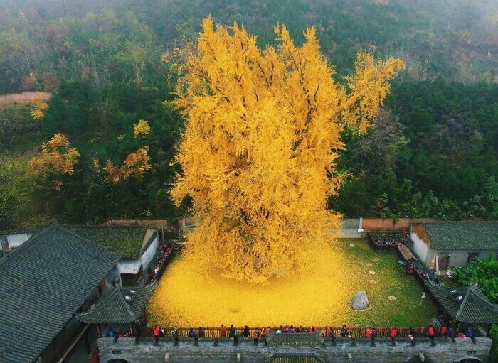 14. Дерево гингко в буддийском храме Гуаньинь, ему более 1400 лет