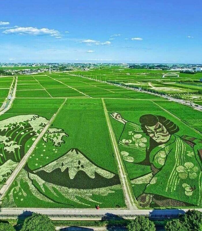 6. Японское ландшафтно-садовое искусство — картины на рисовых полях