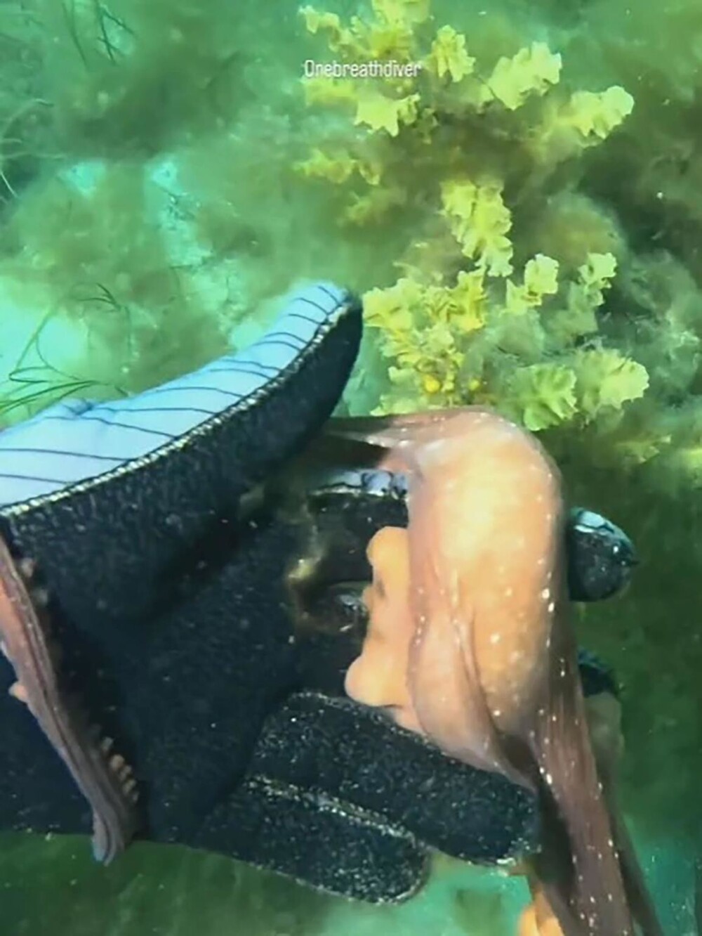 Осьминог привёл аквалангистку к подводному памятнику