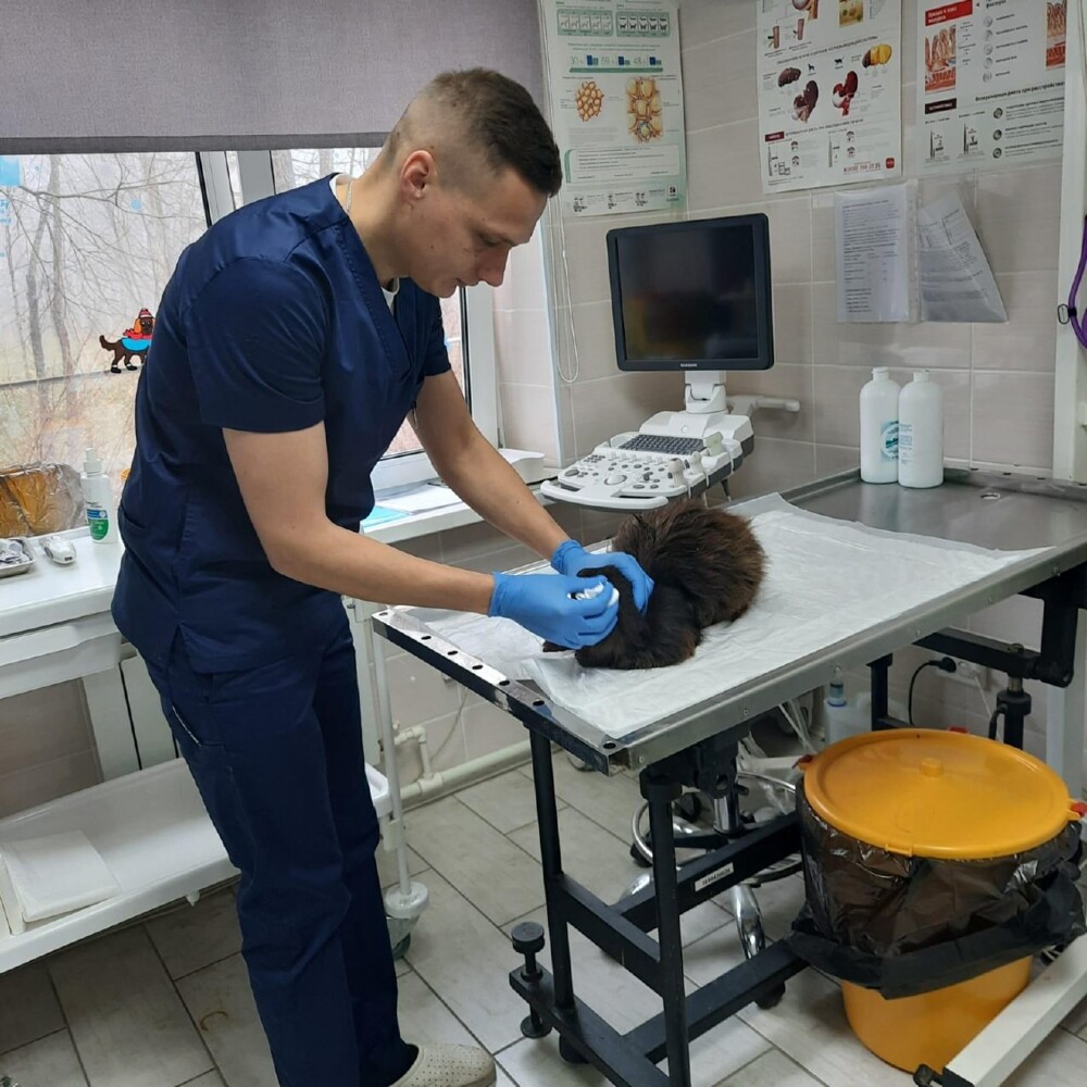 В России нашли котика, который сам приходит на процедуры в ветклинику