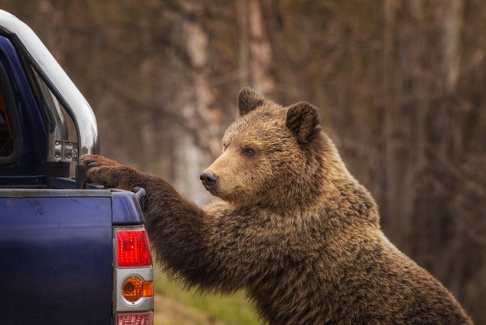 Нашествие медведей в Сибири