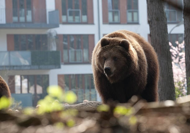 Нашествие медведей в Сибири