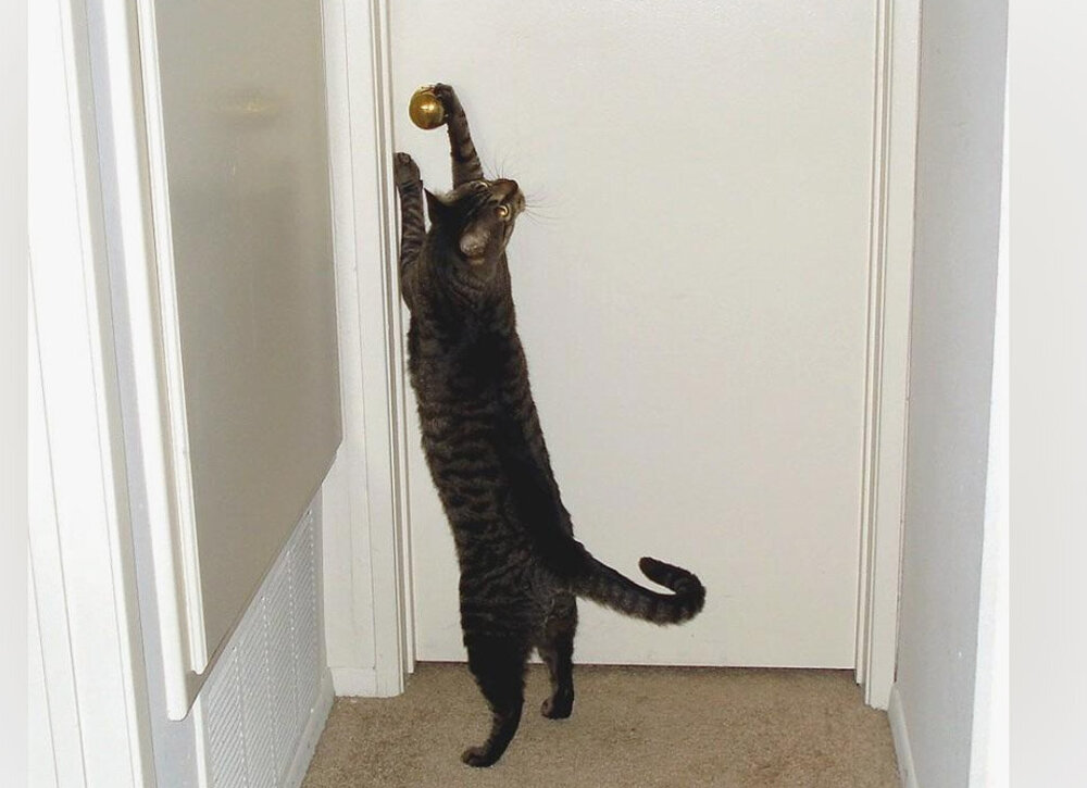 Почему котики терпеть не могут закрытые двери, требуют открыть их все