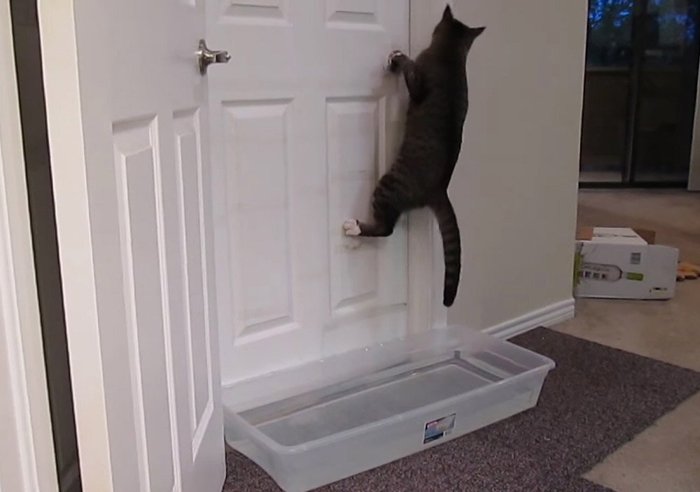 Почему котики терпеть не могут закрытые двери, требуют открыть их все