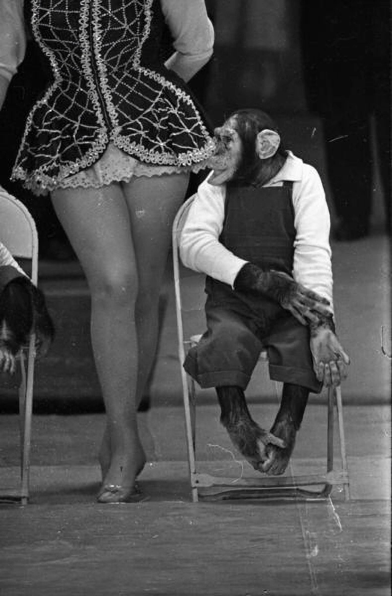 1959-1962 годы. Дрессированные шимпанзе
