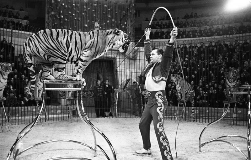 1960 год. Гастроли французского цирка в СССР. Дрессировщик тигров Шарль Бауман