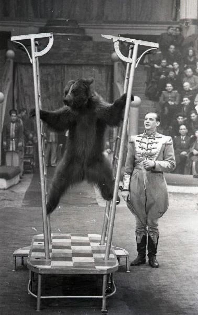 1949-1953 годы. Номер Валентина Филатова с дрессированными медведями