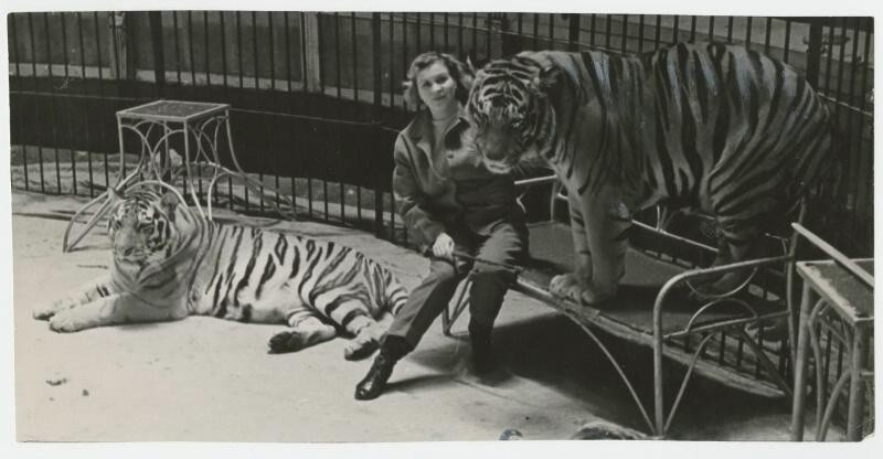 1954-1955 годы. Цирк на Цветном бульваре. Укротительница тигров Маргарита Назарова