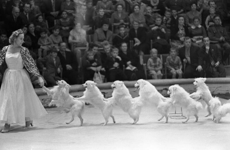 1961-1962 годы. Латвийский цирковой коллектив. Дрессировщица собак Алдона Беркис