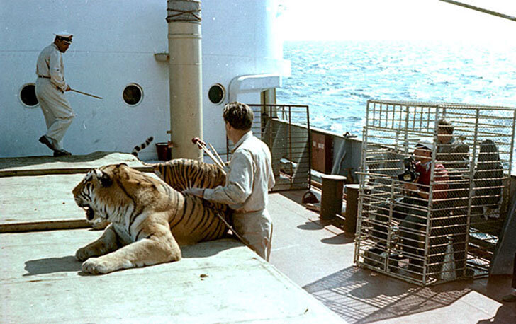 Как снимали тигров для фильма «Полосатый рейс»