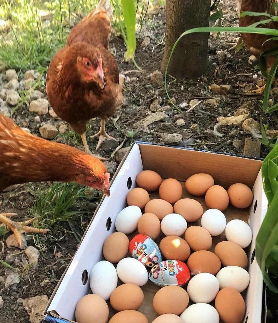 Что не так с яйцами из магазина? Почему их называют «куриными критическими днями»?