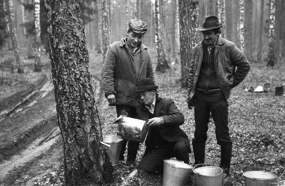 Мужчины собирают березовый сок в лесу, СССР, 1986 год