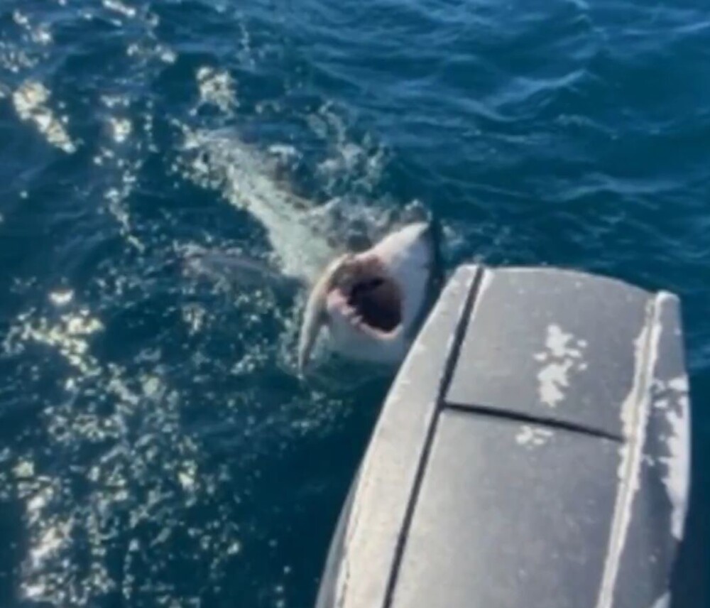 16-летний рыбак чуть не лишился ноги, когда поймал большую белую акулу
