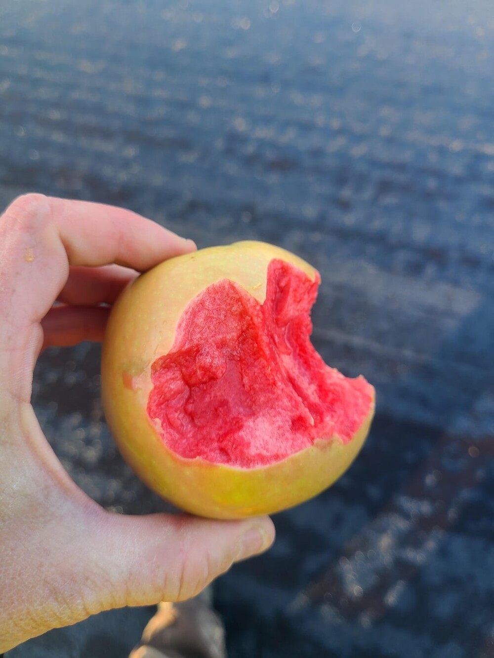 4. Сегодня меня ждал чудесный сюрприз, я обнаружил вкусное яблоко сорта Люси Гло