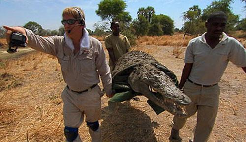 Зоолог переоделся крокодилом и залез к ним в логово