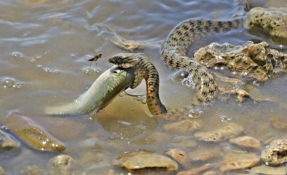 Водяной уж: её называют самой токсичной змеёй России