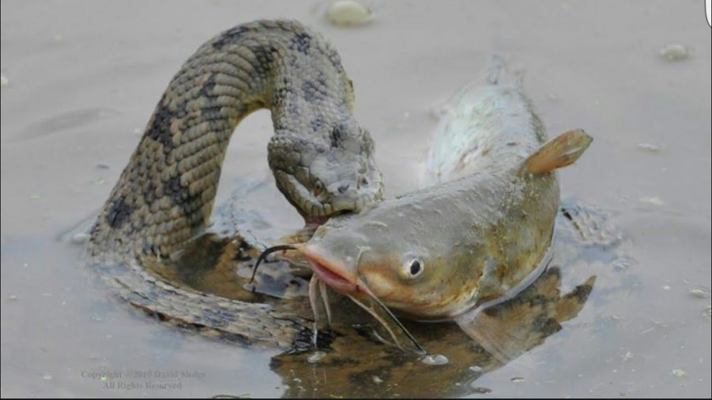 Водяной уж: её называют самой токсичной змеёй России