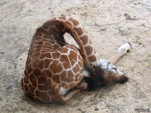 Спит жирафик