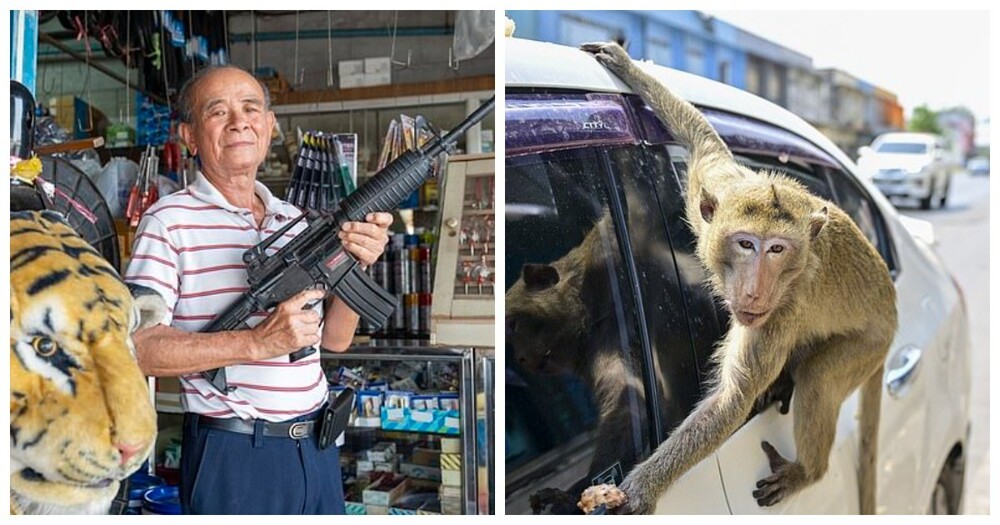 Банды обезьян-гангстеров терроризируют город в Таиланде