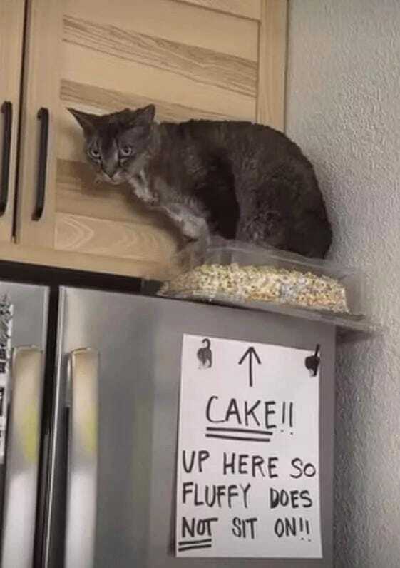 Надпись на холодильнике: «Торт!! Наверху, поэтому Пушистик не должен там сидеть»