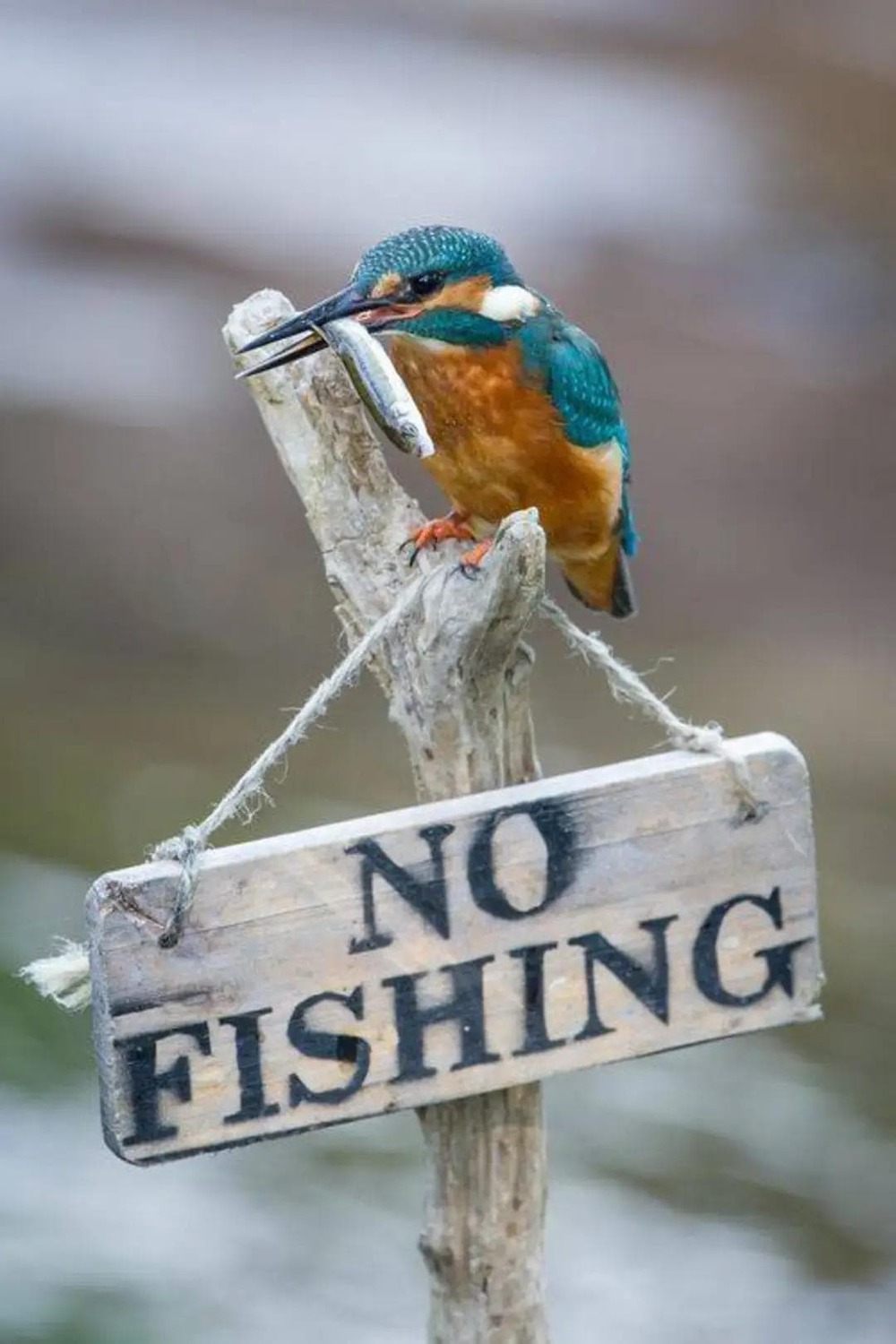 «Рыбалка запрещена»
