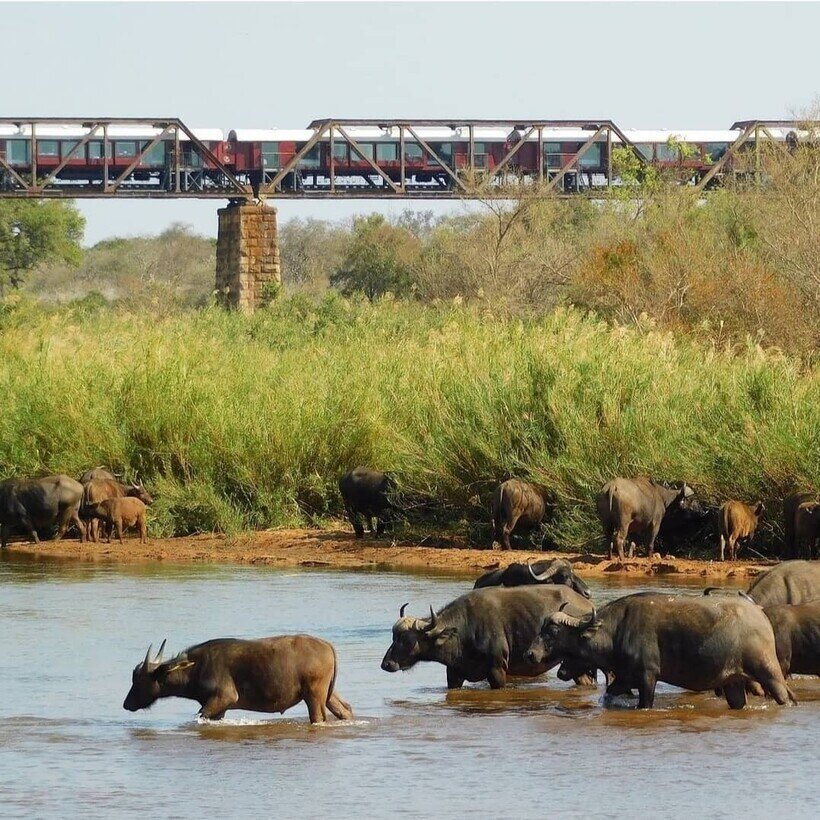 Дикие животные бродят прямо под мостом