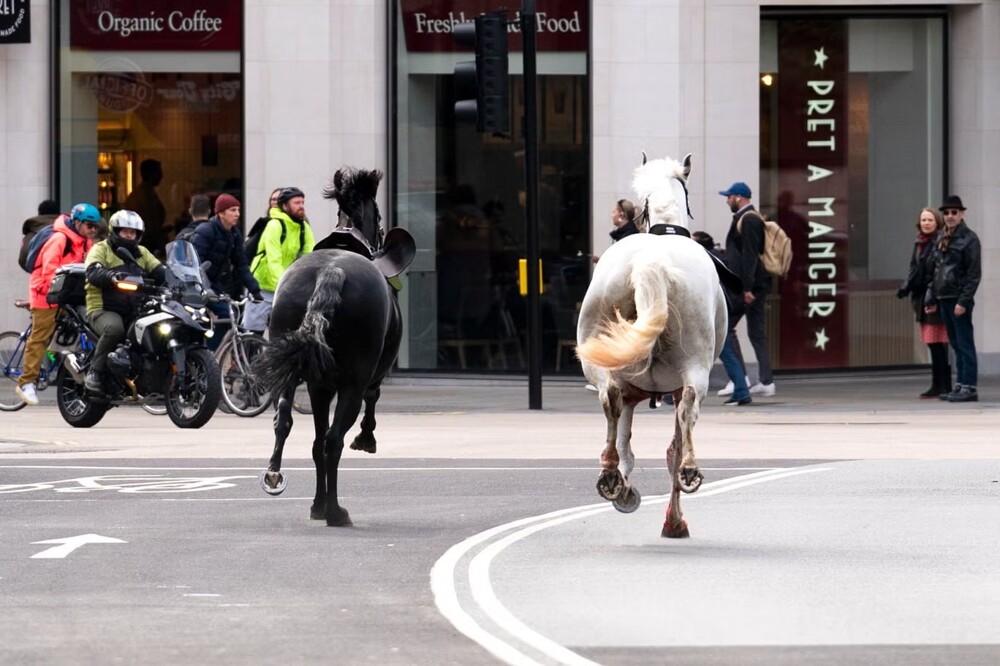 В Лондоне лошади сбросили с себя гвардейцев и отправились носиться по городу