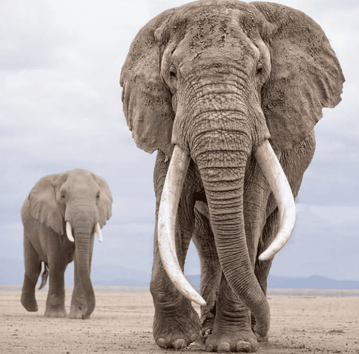 Слон — 4 место