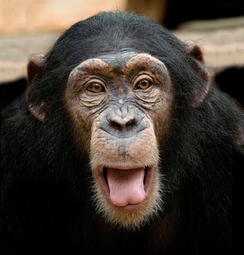 Шимпанзе — 3 место