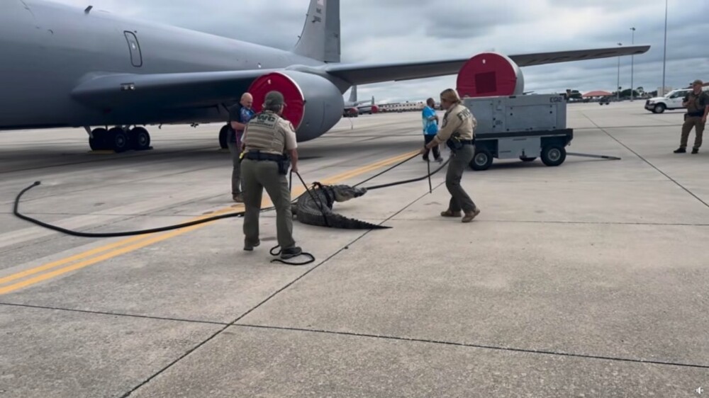 Огромный аллигатор забрёл на базу американских ВВС