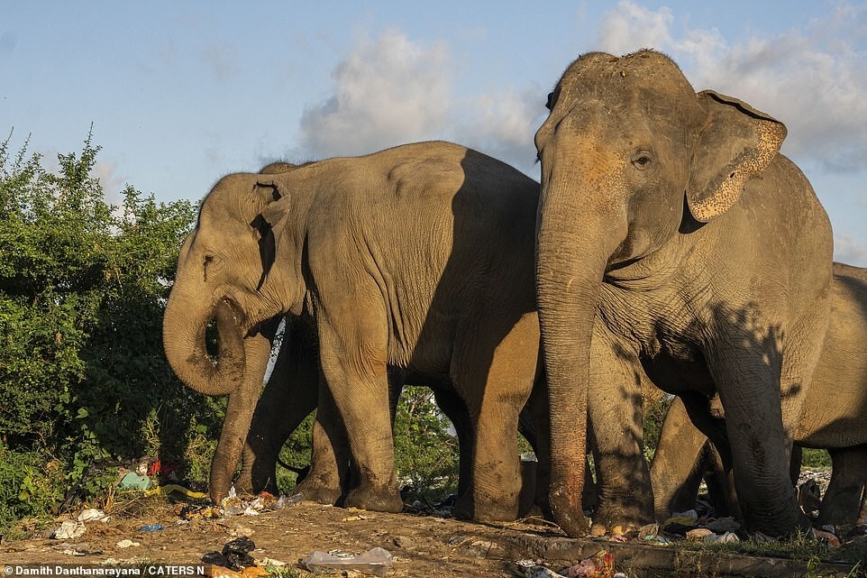 Печальные кадры: слоны едят мусор на Шри-Ланке