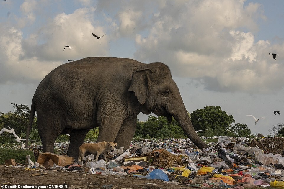 Печальные кадры: слоны едят мусор на Шри-Ланке