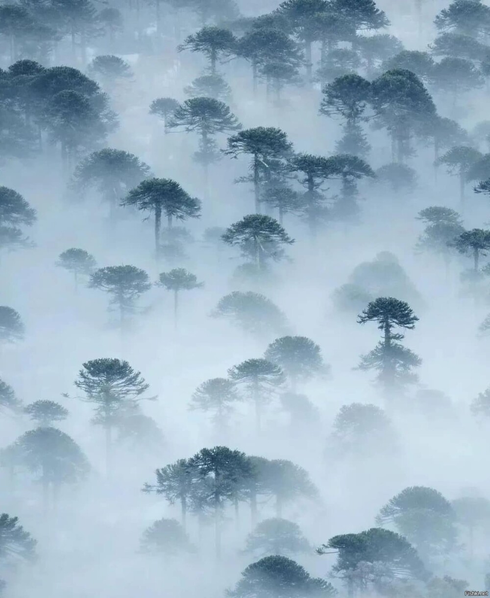 Туман в лесу араукарии в Чили