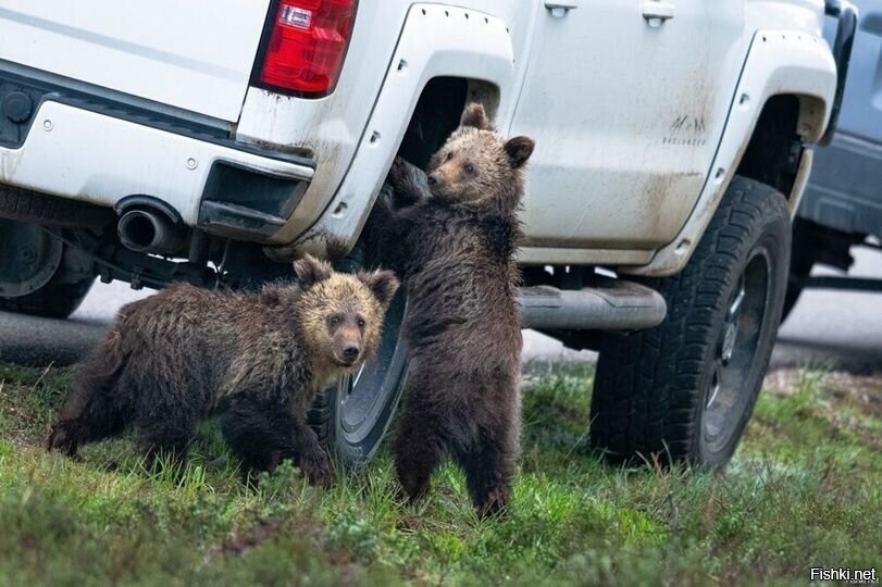 Медведи помогают поменять зимнюю резину на летнюю