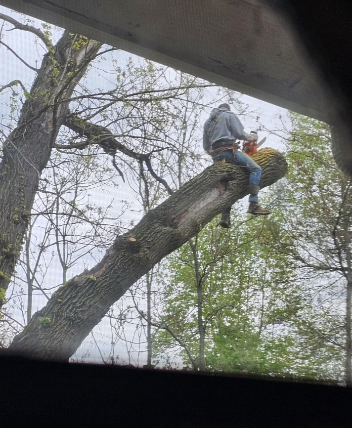 6. "Эти парни спиливают дерево во дворе моего соседа"