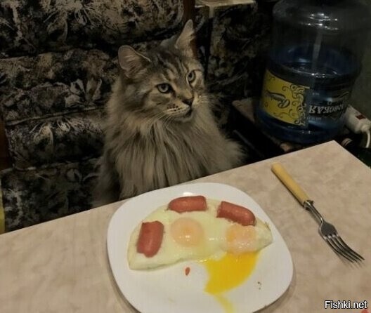 Обедом поделись с котиком