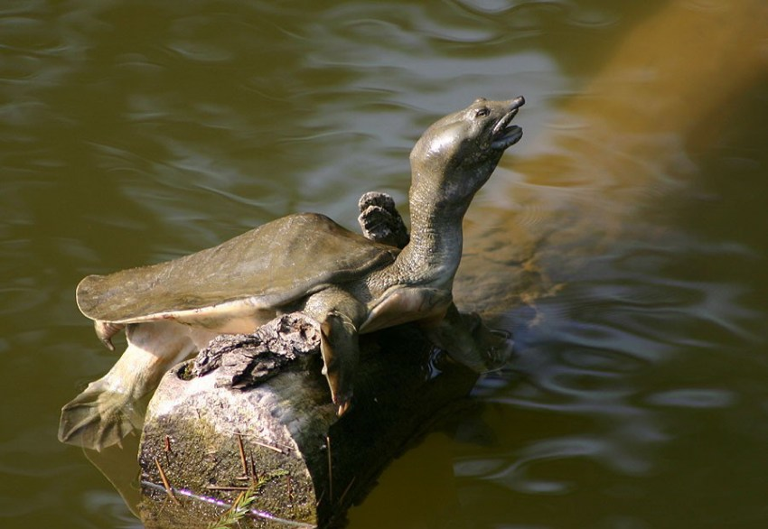 Амурский трионикс: русская черепаха, которая перешла на тёмную сторону