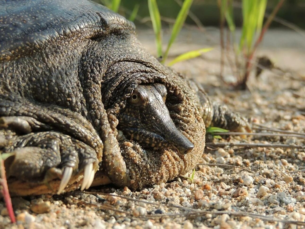Амурский трионикс: русская черепаха, которая перешла на тёмную сторону