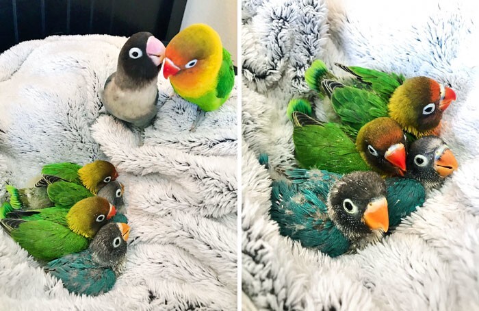 4. Семейство попугаев