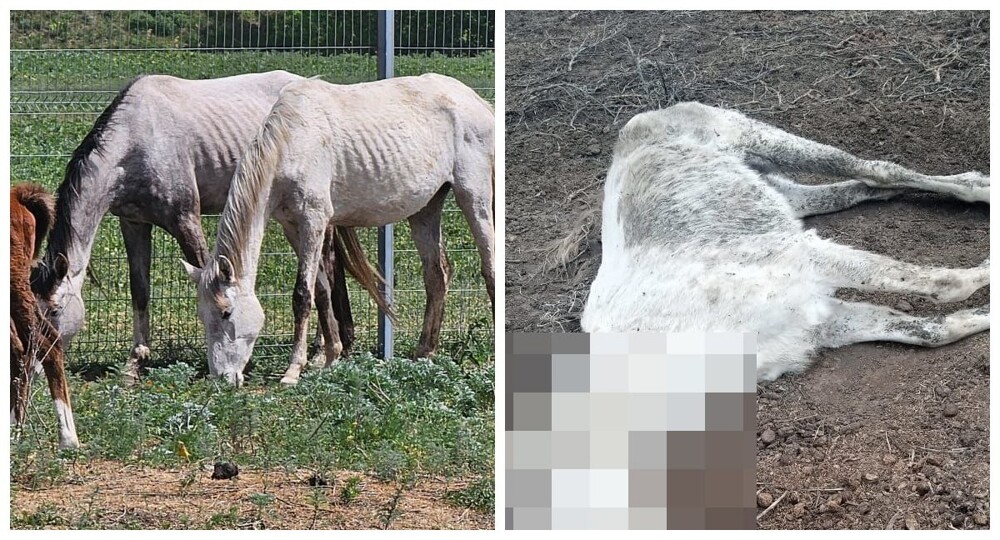 На конезаводе в Ставрополье заморили голодом полсотни лошадей