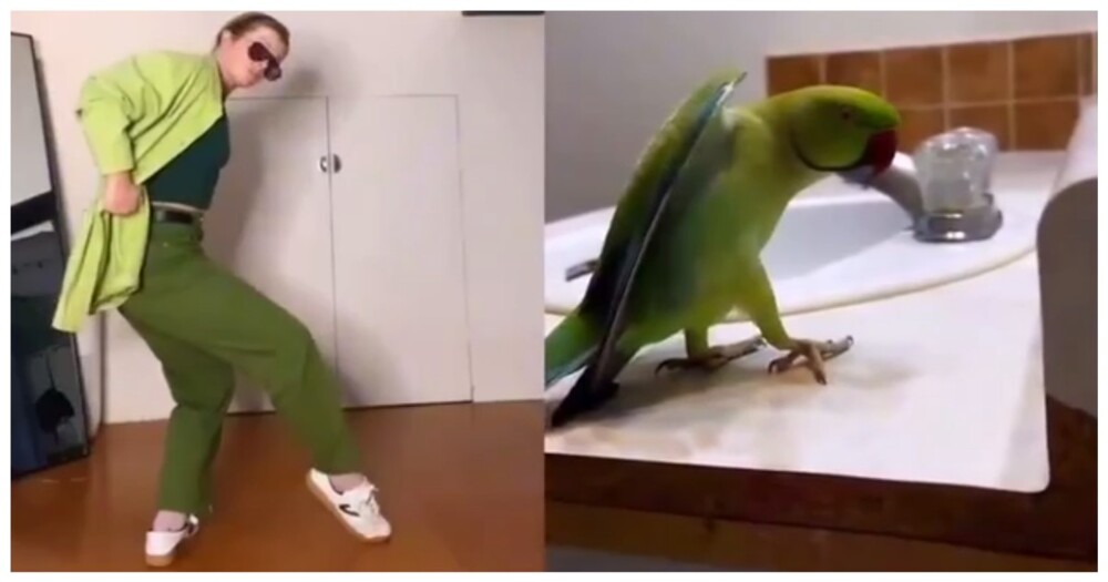 Попытка повторить танец попугая