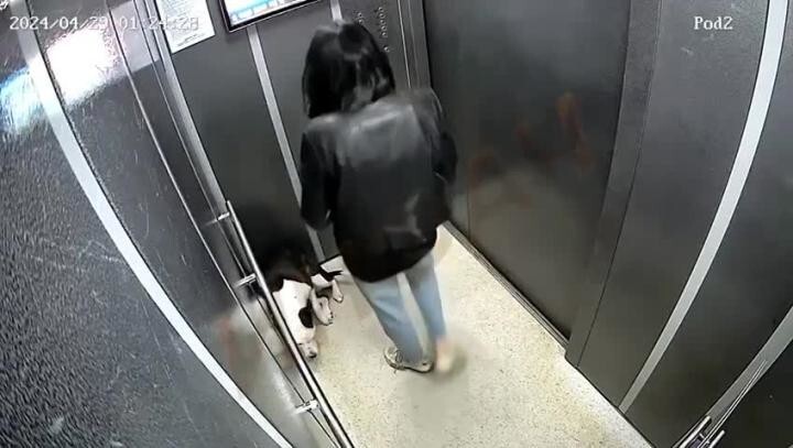 В Красноярске девушка избила своего пса в лифте